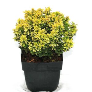 Berberis thunbergii 'Tiny Gold®' P17
(6 Plants/Order)(17cmP 30cmH)