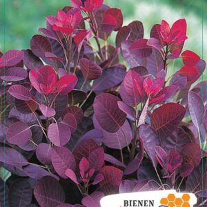 Cotinus coggygria Cotinus cog. 'Lilla' 40-50C5
(1 Plants/Order)(23cmP 60cmH)