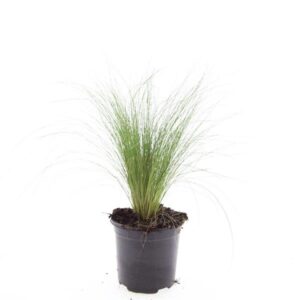 Stipa tenacissima tenuissima 'Ponytails'
(8 Plants/Order)(14cmP 10cmH)