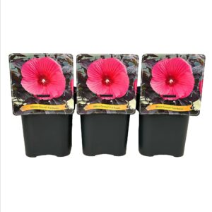 Hibiscus Moscheutos Caroussel Pink Passion C5
(1 Plants/Order)(21cmP 35cmH)