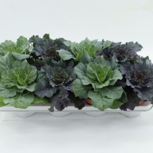 Brassica Glad
(8 Plants/Order)(13cmP 15cmH)