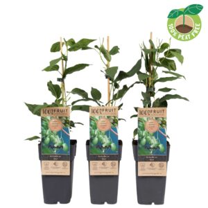 Actinidia arguta Issai Actinidia ar. 'Kiwiberry' (Issai) (10 Plants/Order)(15cmP 50cmH)