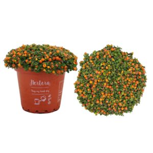 Nertera Astrid granadensis p8
(12 Plants/Order)(8cmP 10cmH)