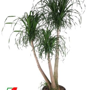 Nolina recurvata Beaucarnea busch P55 5ft
(1 Plants/Order)(55cmP 190cmH)