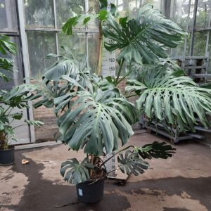 Monstera deliciosa Monstera Deliciosa XXL 225
(1 Plants/Order)(50cmP 220cmH)