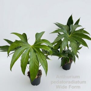 other plants Anthurium pedatoradiatum Wide Form (?) 14cm *NEW*
(8 Plants/Order)(14cmP 55cmH)