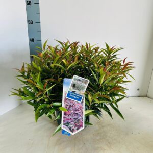 Leucothoe Burning Love keiskei
(1 Plants/Order)(23cmP 40cmH)