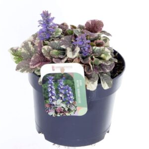 Ajuga reptans Burgundy Glow
(6 Plants/Order)(17cmP 25cmH)