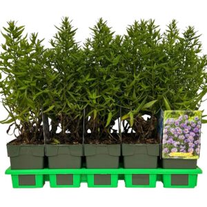 Aster Prof. Anton Kipp Dumosus P11
(10 Plants/Order)(11cmP 25cmH)