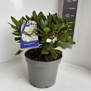 Rhododendron Flava (Y)
(1 Plants/Order)(23cmP 40cmH)