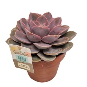 Echeveria Perle von Nurnberg
(4 Plants/Order)(14cmP 25cmH)