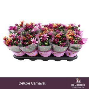 Chrysanthemum Chrysanthemum Deluxe Carnaval
(10 Plants/Order)(12cmP 26cmH)