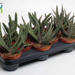 Gasteria Gasteria Carinata 'Big Ben
(12 Plants/Order)(10.5cmP 15cmH)