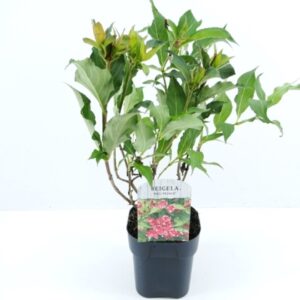 Weigela Red Prince
(6 Plants/Order)(17cmP 40cmH)