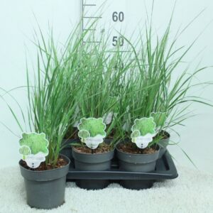 Calamagrostis x Overdam acutiflora P17
(6 Plants/Order)(17cmP 65cmH)