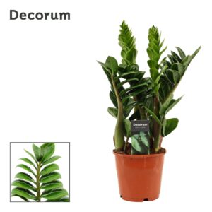 Zamioculcas Zenzi 14 cm, 4+ Feathers
(7 Plants/Order)(14cmP 40cmH)