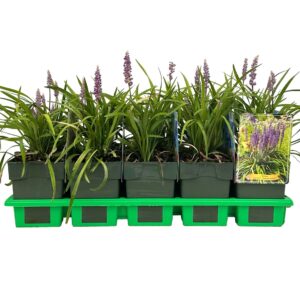 Liriope Moneymaker muscari Maker' P11
(10 Plants/Order)(11cmP 25cmH)