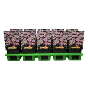Achillea Achillea millefolium 'Appleblossom' P11 (10 Plants/Order)(11cmP 25cmH)