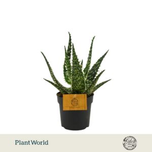 Aloe aculeata Aloe Aculeata 10,5cm
(6 Plants/Order)(10.5cmP 20cmH)