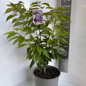 Prunus Accolade
(1 Plants/Order)(29cmP 85cmH)