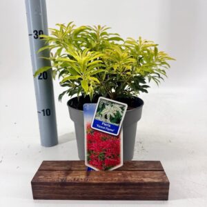 Pieris Forest Flame
(1 Plants/Order)(19cmP 30cmH)