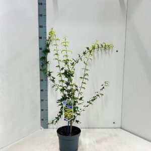 Acer palmatum Aoyagi
(1 Plants/Order)(19cmP 95cmH)