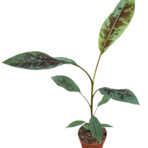 Musa Acuminata Zebrina
(6 Plants/Order)(17cmP 60cmH)