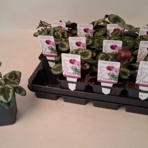 Cyclamen coum Cyclamen coum marbled leaf dark pink 9 cm
(12 Plants/Order)(9cmP 10cmH)
