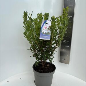 Mollis Azalea Rhododendron Mollis A Viscosa' 
(1 Plants/Order)(23cmP 65cmH)