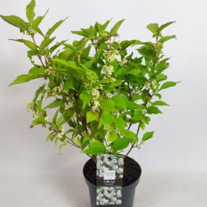 Callicarpa other Callicarpa Bod. Snowstar in 19cm Pot
(1 Plants/Order)(19cmP 60cmH)