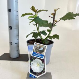 Hibiscus Carousel Ghost ('Tahi2025'PBR)
(1 Plants/Order)(17cmP 30cmH)