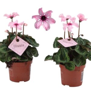 Cyclamen Illusia
(10 Plants/Order)(9cmP 18cmH)