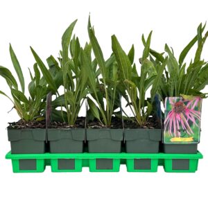 Echinacea purpurea Pallida' P11
(10 Plants/Order)(11cmP 25cmH)