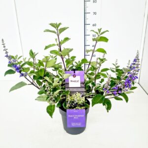 Vitex agnus-castus Vitex agnus-castus 'Chicagoland Blues' PBR 30-40C3
(1 Plants/Order)(19cmP 50cmH)