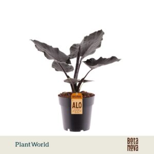 Alocasia Antoro Velvet
(7 Plants/Order)(14cmP 30cmH)