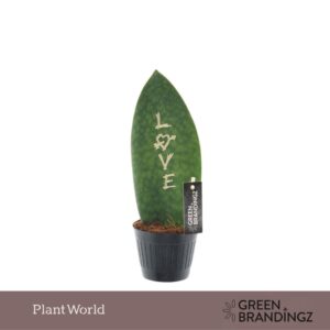 Sansevieria other Green Brandingz Love
(11 Plants/Order)(10.5cmP 35cmH)