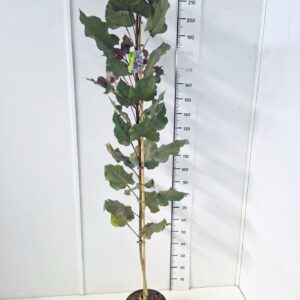 Populus nigra Populus del. 'Purple Tower' 175-200C10 
(1 Plants/Order)(28cmP 195cmH)