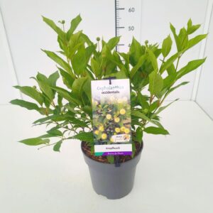 Cephalanthus occidentalis Cephalanthus occidentalis 40-50C5
(1 Plants/Order)(22cmP 50cmH)