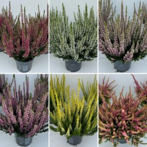 Calluna Beauty-Ladies "Ladies""_Mix-Lage/Mix-CC_T10,5"
(10 Plants/Order)(10.5cmP 25cmH)