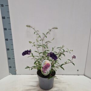 Buddleja Royal Red dav.
(1 Plants/Order)(17cmP 40cmH)