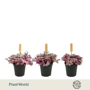 Callisia Rosato 5,5cm
(20 Plants/Order)(5.5cmP 10cmH)