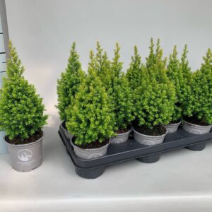 Chamaecyparis thyoides Spitsbergen
(12 Plants/Order)(11cmP 30cmH)
