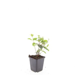 Hypericum x inodorum Rheingold
(12 Plants/Order)(9cmP 15cmH)