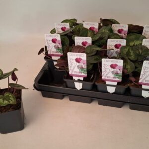 Cyclamen coum Cyclamen coum classic leaf light pink 9 cm
(12 Plants/Order)(9cmP 10cmH)