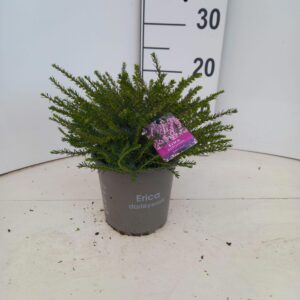 Erica darleyensis Ghost Hills
(6 Plants/Order)(15cmP 20cmH)