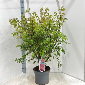 Euonymus alatus
(1 Plants/Order)(29cmP 120cmH)