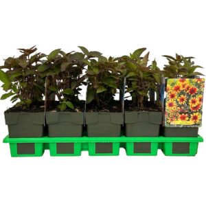 Heliopsis Burning Hearts' P11 
(10 Plants/Order)(11cmP 25cmH)