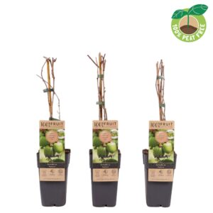 Actinidia arguta Geneva' (Kiwibes, vrl.)
(10 Plants/Order)(15cmP 50cmH)