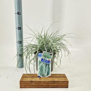 Carex oshimensis Everest EverColor® ('Fiwhite'PBR)
(1 Plants/Order)(17cmP 25cmH)