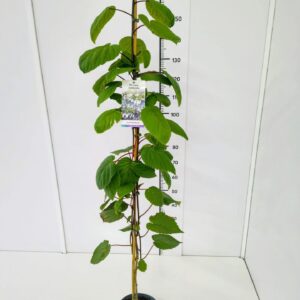 Davidia involucrata Davidia involucrata 125-150C4 
(1 Plants/Order)(21cmP 145cmH)